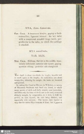 Mya, Linn. Lamarcke