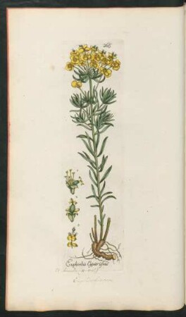 266. Euphorbia cyparissias