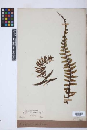 Asplenium pellucidum