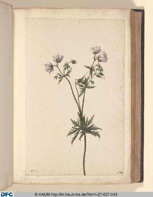 Geranium Bartaesivides; Gratia Dei Germanorum, flore variegato.