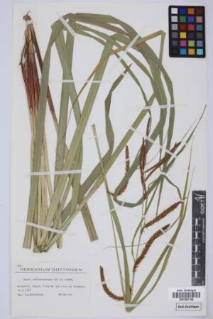 Carex perraudieriana (Kük. ex Bornm.) Gay ex Kük.