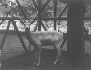 Damhirsch : Ein albinöser Damhirsch (Dama dama Linnaeus).