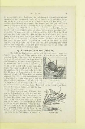 [Insekten]