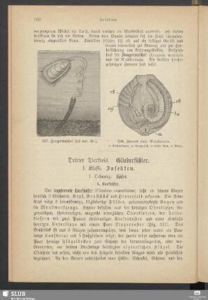 Dritter Tierkreis. Gliederfüßler