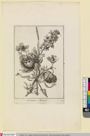 Annemones i Renoneule