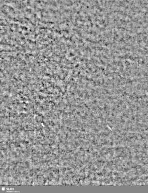 Lilienschild + IESV / LW = S.3/4
