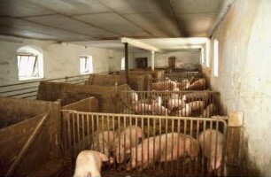 Fotografie: Mastschwein, Gruppenhaltung, Tieflaufstall, Fressbereich, Planbefestigter Boden
