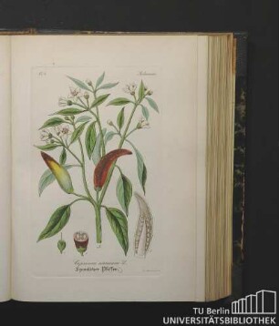 Solaneae. Capsicum annum L. Spanischer Pfeffer.