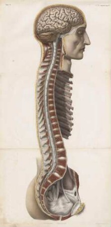 Das zerebrospinale Nervensystem (ohne äußere Schichten)