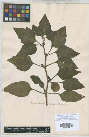 Atriplex