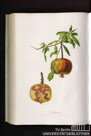 Melagrano a Frutto Gentile