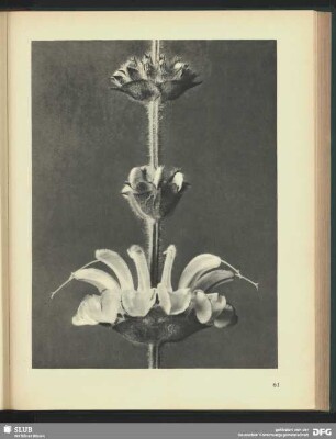 Salvia argentea