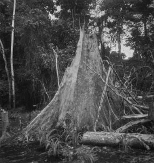 Kamerun. Regenwald in Littoral. Stumpf eines Baumwollbaumes (Kapokbaum, Eriodendron anfractuosum) mit Brettwurzeln