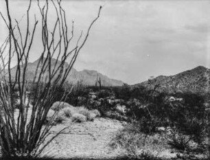 Arizona : Vegetation in Arizona mit Sträuchern und Kakteen