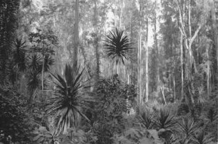 Regenwald : Eukalyptuspflanzen im Regenwald bei Lushoto.
