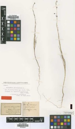 Heliophila caledonica (Eckl. & Zeyh.) Sond. [isotype]