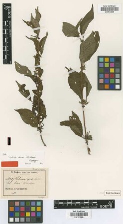 Sabicea laxa Wernham [syntype]