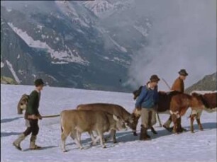 Mitteleuropa, Tirol - Almauftrieb von Großvieh über den Krimmler Tauern
