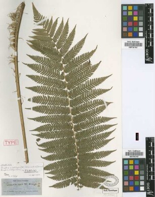 Hemitelia calolepis Hook. [isotype]