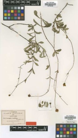Coreopsis cuneifolia Greenm. [syntype]