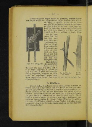 Schutz durch Glaszylinder. Das Ausschneiden des Auges. Das Anplatten.
