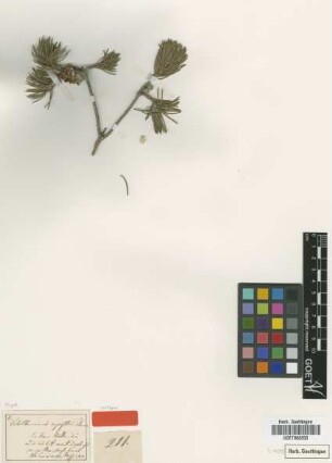 Calothamnus rupestris Schauer [isotype]