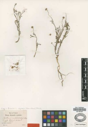 Anthemis umbilicata Boiss. & Huet [type]