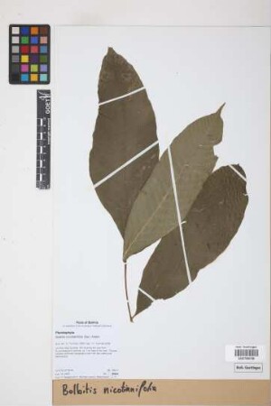 Bolbitis nicotianifolia Alston, 1932