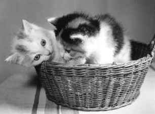 Tiere. Kätzchen. Zwei Katzenjunge in einem Körbchen