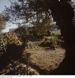Israel: Gethsemane