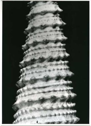 Cerithium, Golf von Mexiko