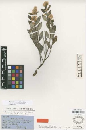 Baccharis tucumanensis Hook. & Arn. var. myrtilloides (Griseb.) Cabrera[syntype]