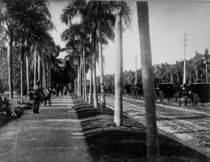 Palmenallee : Palmenallee an einer Straße in Rio de Janeiro
