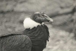 Condor (Sarcoramphus Gryphus) im Zoo Dresden