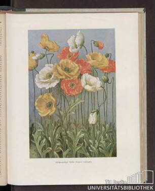 Nacktstengeliger Mohn (Papaver nudicaule)