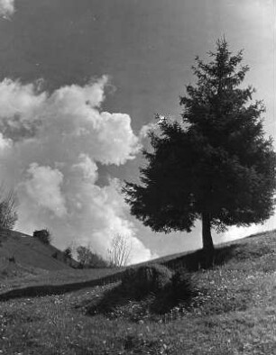 Nadelbaum auf einer Wiese. Im Hintergrund Wolken