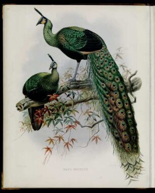[Plate V.] Pavo muticus