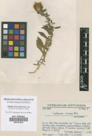 Centaurea nervosa Willd.