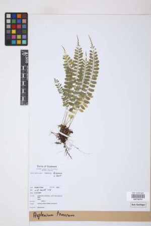Asplenium tenerum G.Forst.