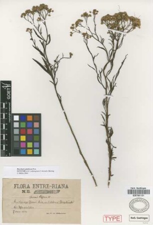 Baccharis pingraea DC.