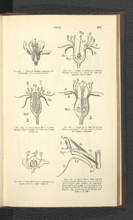 Fig. 419. - Coupe d' une fleur d' orchis tacheté (Orchis maculata). L' ovaire...labelle.