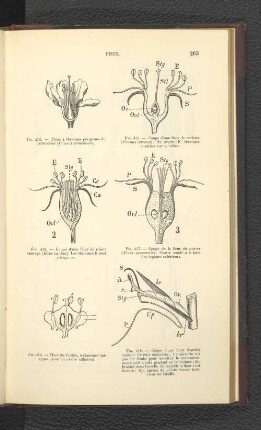 Fig. 419. - Coupe d' une fleur d' orchis tacheté (Orchis maculata). L' ovaire...labelle.