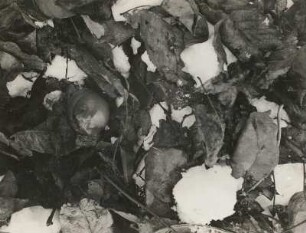Haselmaus (Muscardinus avellanarius L.), im Winterschlaf