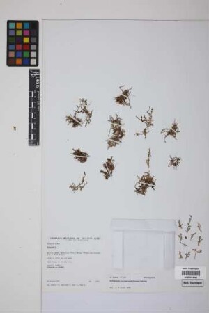 Selaginella microphylla (Kunth) Spring