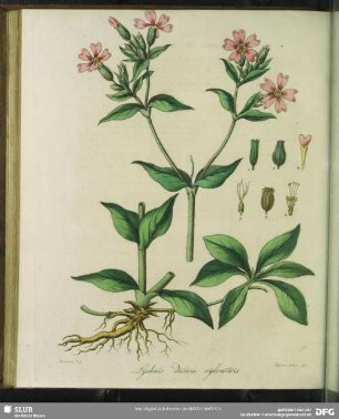 Lychnis Dioica. Zweyhaeusige Lichtnelke