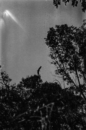 Vogel beim Abflug : Ein großer Vogel verlässt das Nest.