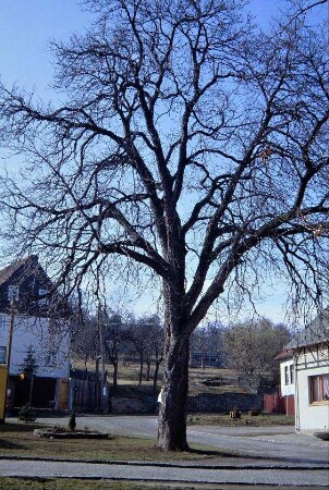 Baum auf dem Dorfplatz