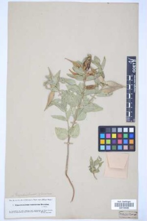 Vincetoxicum canescens canescens (Willd.) K. Schum.