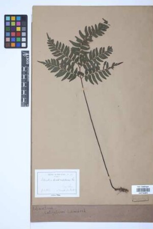 Adiantum latifolium Lam.
