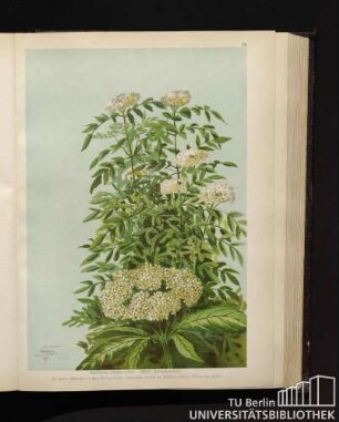 Sambucus Ebulus Linné. Attich, Zwergholunder.